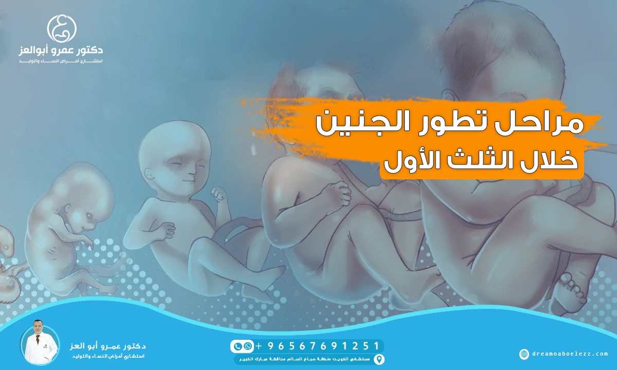 ما هي مراحل تطور الجنين خلال الثلث الأول؟
