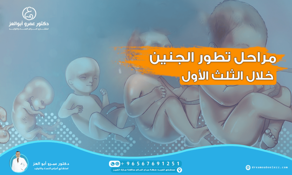 مراحل تطور الجنين خلال الثلث الاةل من الحمل